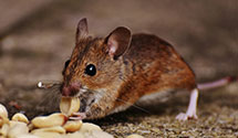 24 Hour & Emergency Exterminators in Ojo Feliz, NM